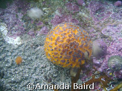 Sponge lifee taking at Rabbit island  on tauranga by Amanda Baird 